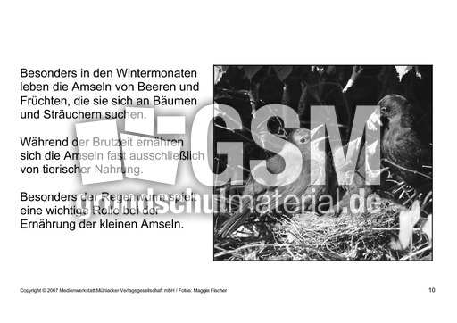 Bilderbuch-Amsel-SW-10.pdf